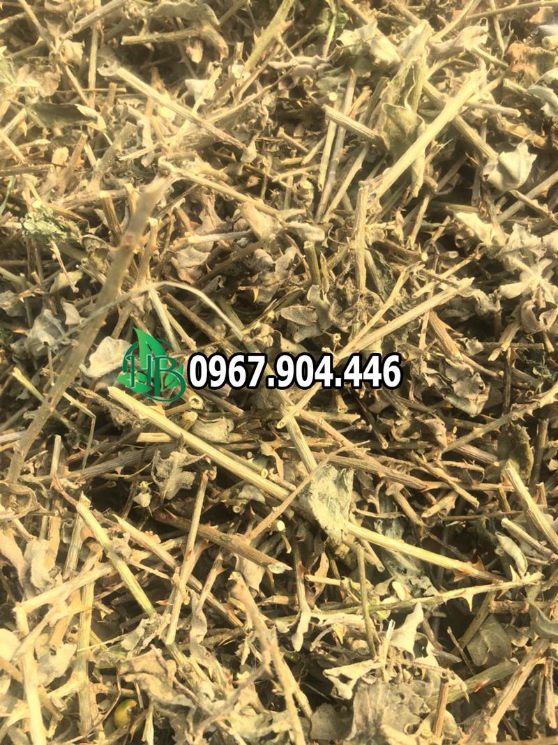 những lời khuyên khi dùng cà gai leo