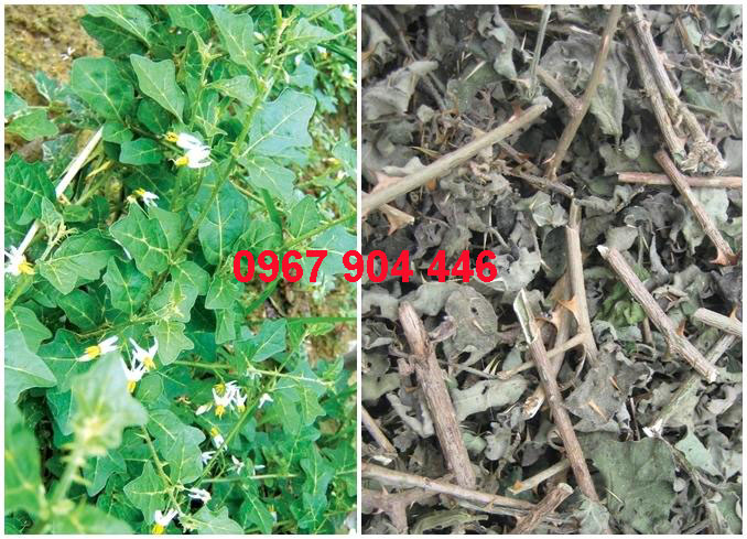 cà gai leo nguyên chất