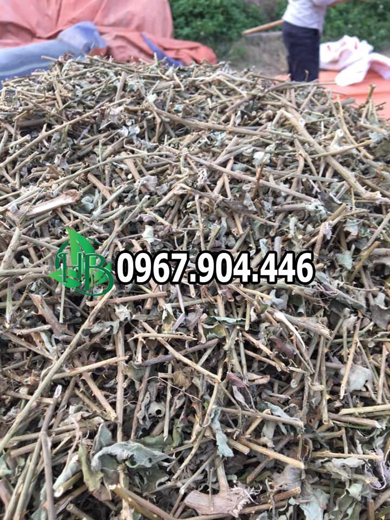 Tiêu chí chọn cà gai leo tốt Tiêu chí chọn cà gai leo tốt