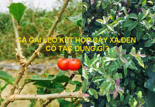 Kết hợp cà gai leo và cây xạ đen