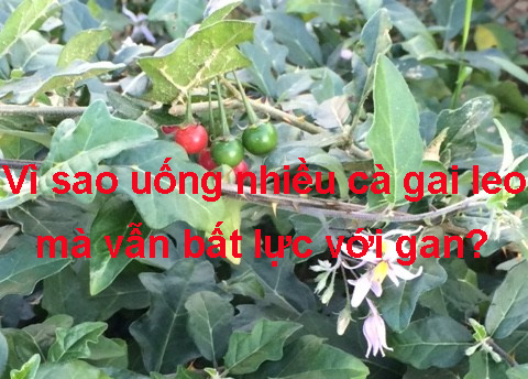 vì sao uống nhiều cà gai leo mà vẫn bất lực với gan
