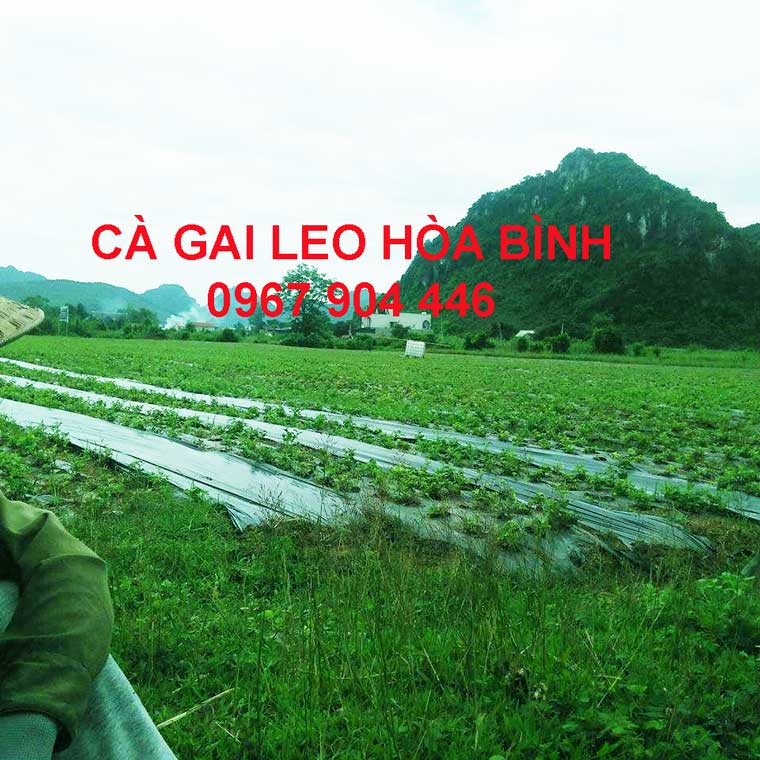 Địa chỉ mua cà gai leo Hòa Bình Địa chỉ mua cà gai leo Hòa Bình