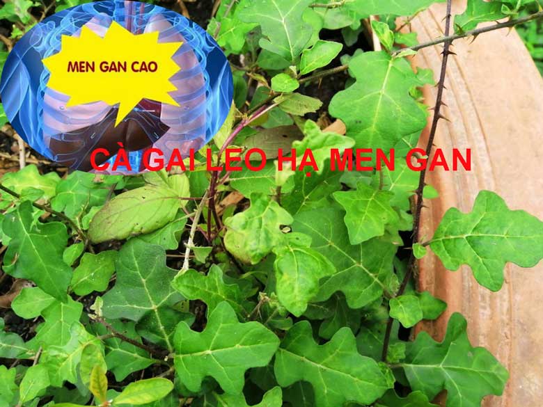 cà gai leo hạ men gan