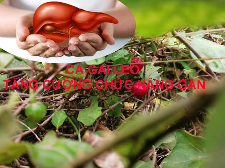 cà gai leo tăng cường chức năng gan