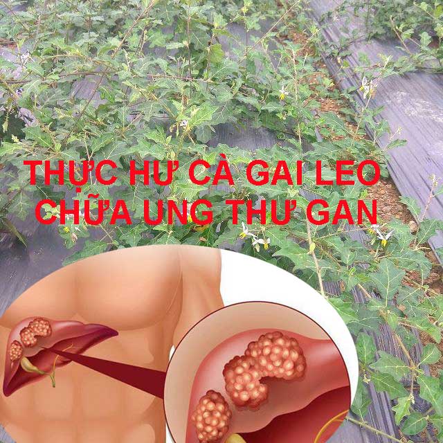 Thực hư cà gai leo chữa ug thư gan Thực hư cà gai leo chữa ug thư gan