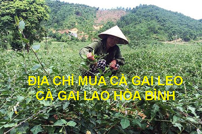 Địa chỉ mua cà gai leo Địa chỉ mua cà gai leo