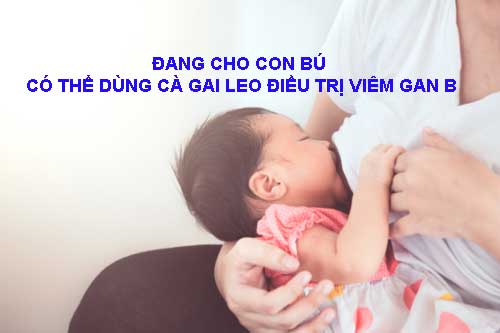đang cho con bú có thể dùng cà gai leo điều trị viêm gan B