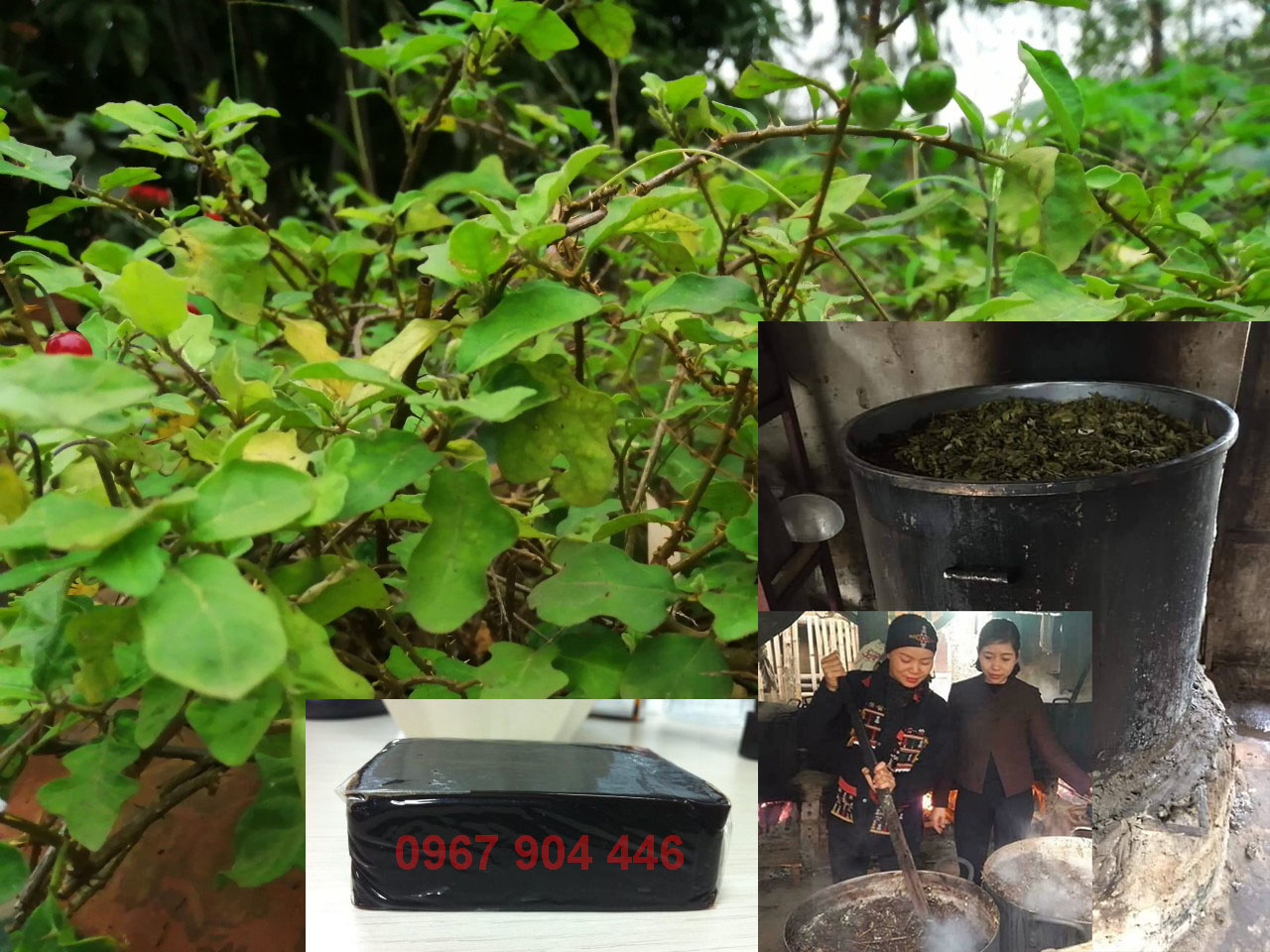 Nấu cao cà gai leo Nấu cao cà gai leo