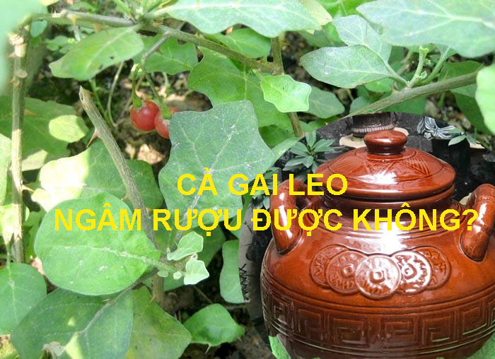 ngâm rượu cà gai leo được không?