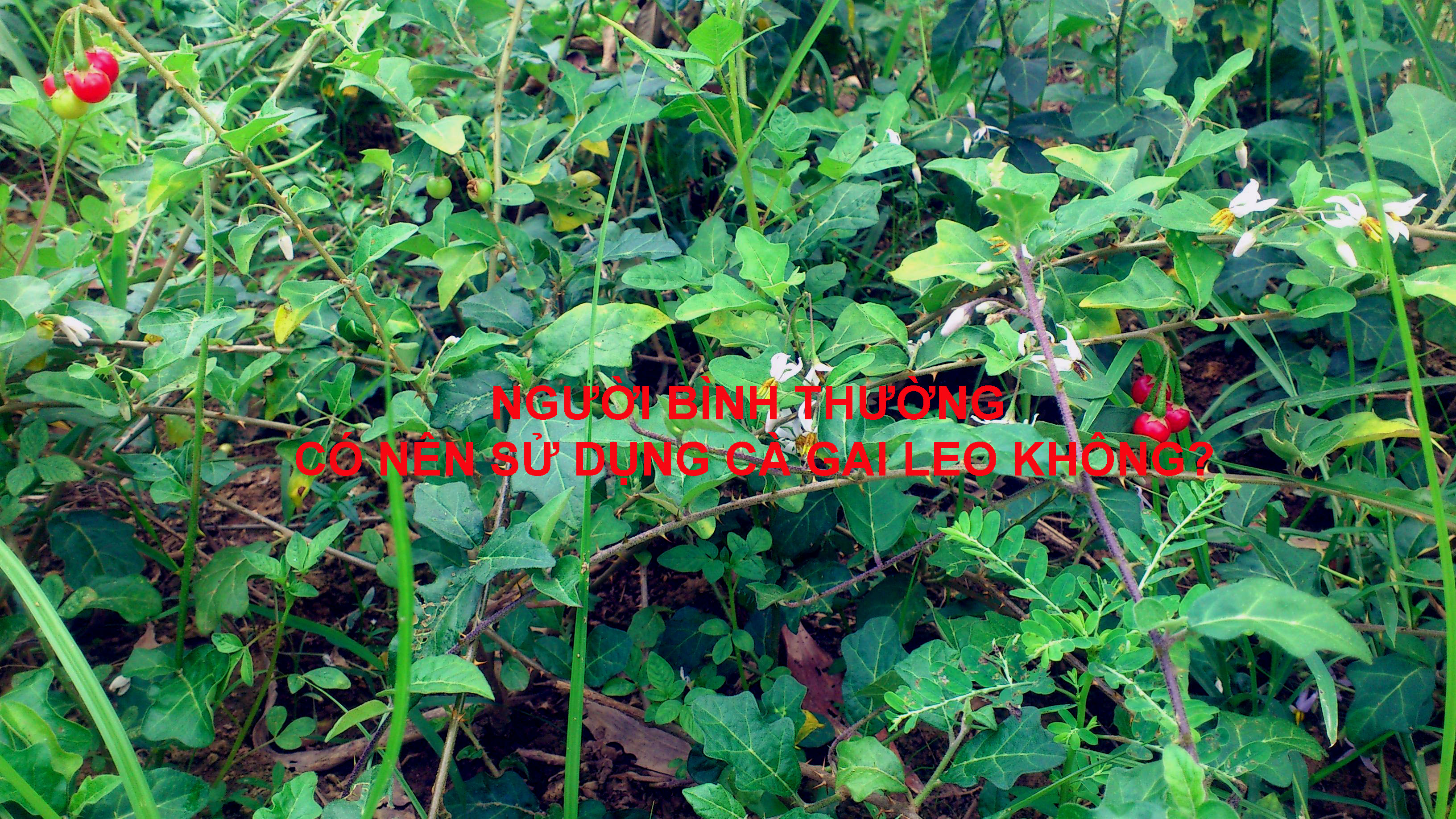 Người bình thường có nên sử dụng cà gai leo không? Người bình thường có nên sử dụng cà gai leo không?