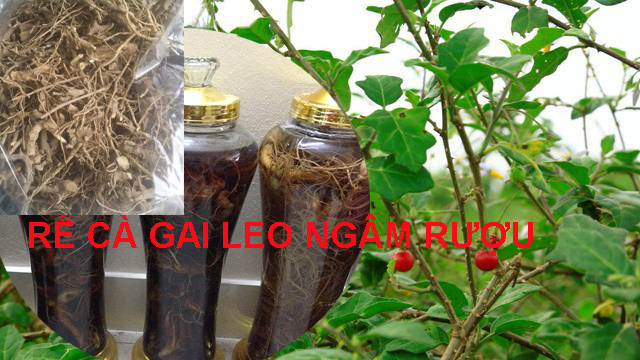 ngâm rượu cà gai leo ngâm rượu cà gai leo