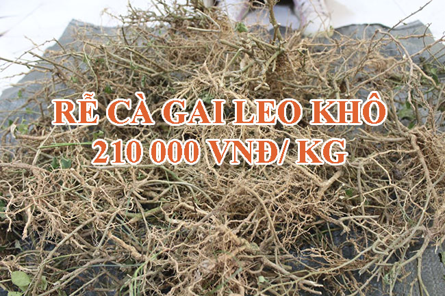 Địa chỉ mua cà gai leo Hòa Bình