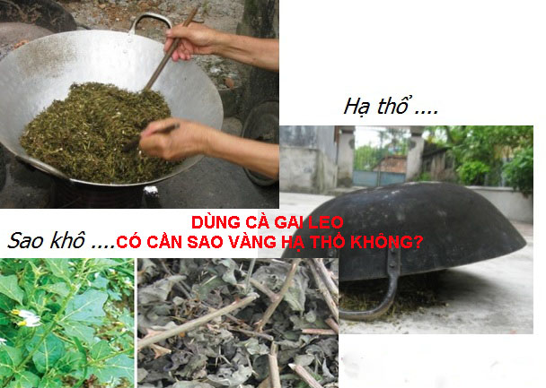 dùng cà gai leo có cần sao vàng hạ thổ k