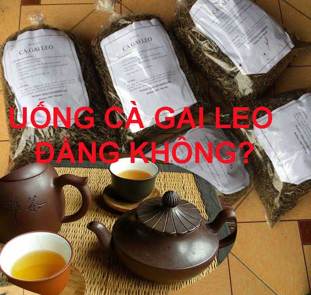 uống cà gai le đắng không/