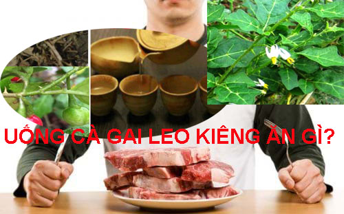 uống cà gai leo kiêng ăn gì uống cà gai leo kiêng ăn gì