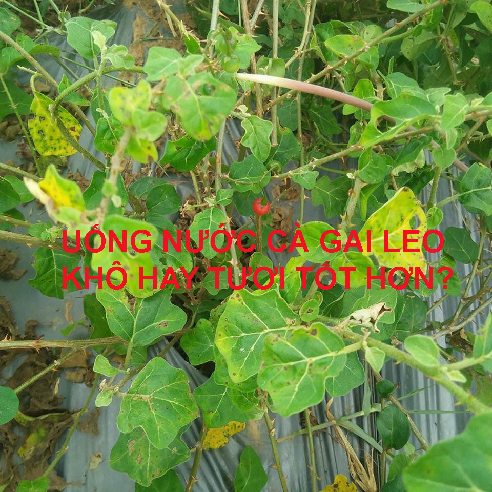 Dùng cà gai leo khô hay tươi
