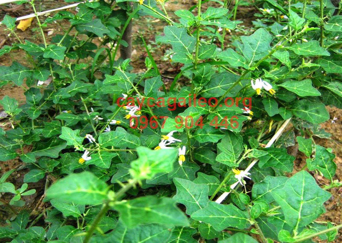 Hình ảnh cây cà gai leo Hình ảnh cây cà gai leo