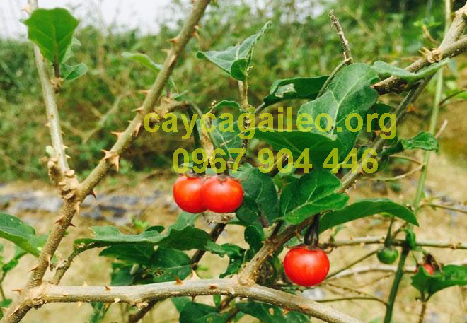 Hình ảnh cây cà gai leo