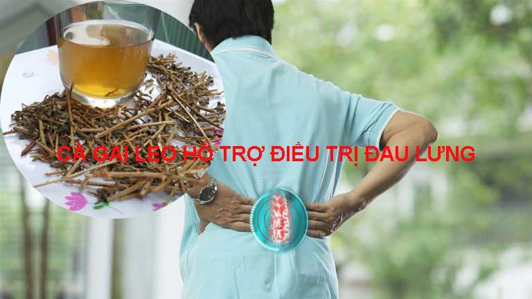 cà gai leo hỗ trợ chữa đau lưng