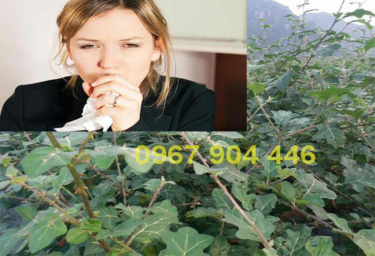cà gai leo hỗ trợ chữa bệnh ho gà cà gai leo hỗ trợ chữa bệnh ho gà