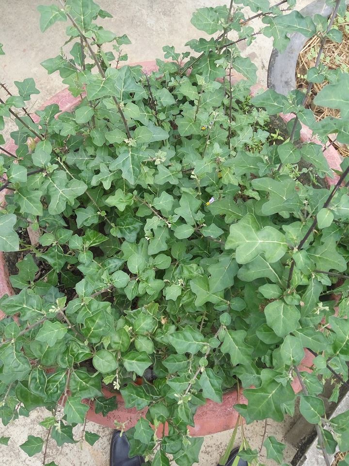 Cây cà gai leo Hòa Bình