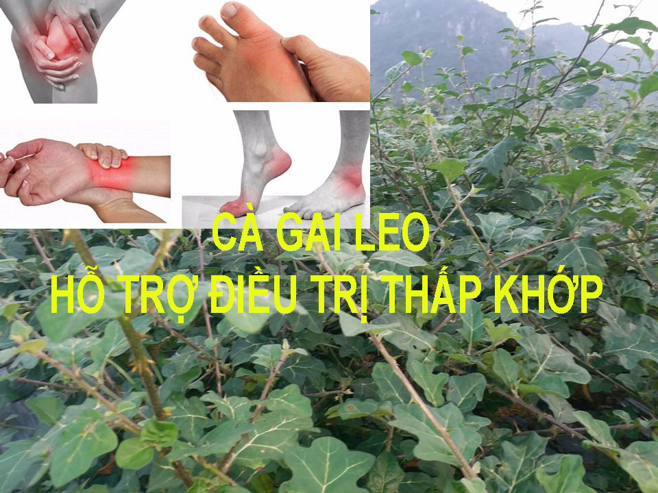 cà gai leo hỗ trợ điều trị thấp khớp