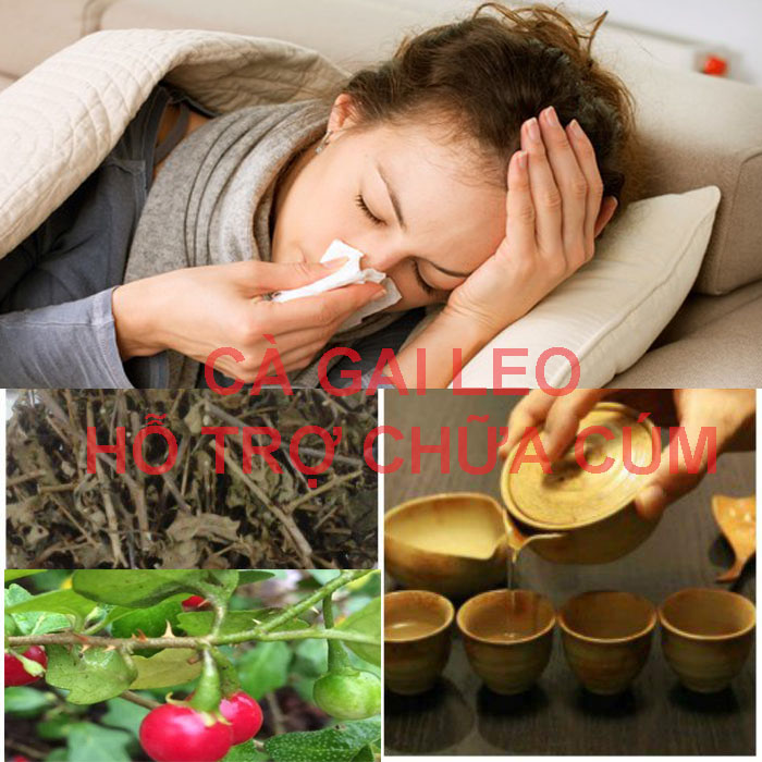 Cây cà gai leo hỗ trợ chữa cúm