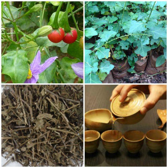 Uống nhiều cà gai leo có tốt không?