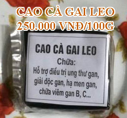 Cao cà gai leo