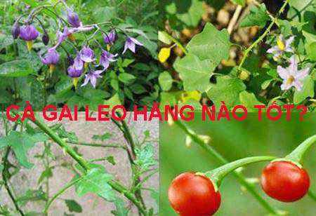 cà gai leo hãng nào tốt