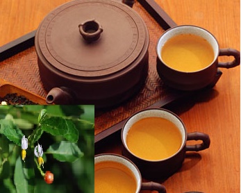 Hướng dẫn sắc cà gai leo giải độc gan Hướng dẫn sắc cà gai leo giải độc gan