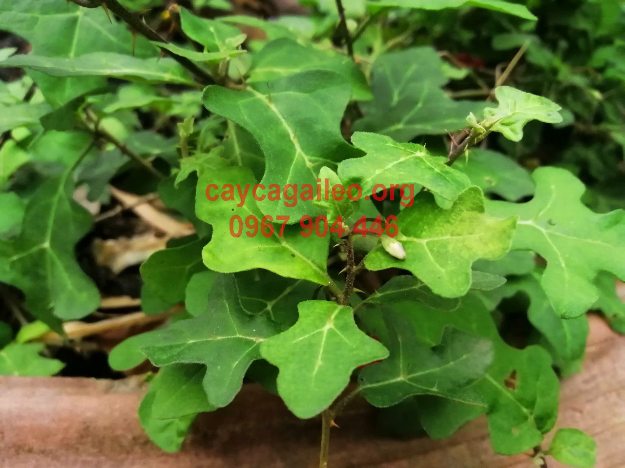 Bài thuốc cà gai leo hỗ trợ điều trị bệnh Bài thuốc cà gai leo hỗ trợ điều trị bệnh