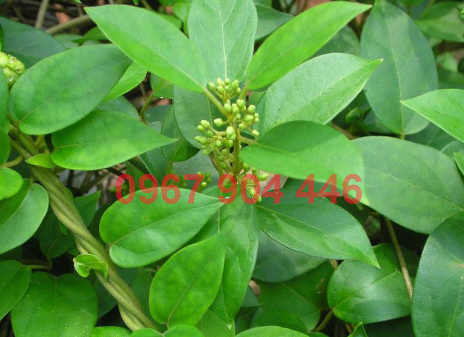 Hình ảnh cây dây thìa canh Hình ảnh cây dây thìa canh