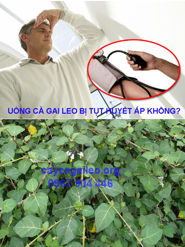 Cà gai leo 