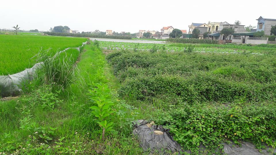 Công ty mua bán sỉ lẻ cà gai leo tại Đắk Lắk
