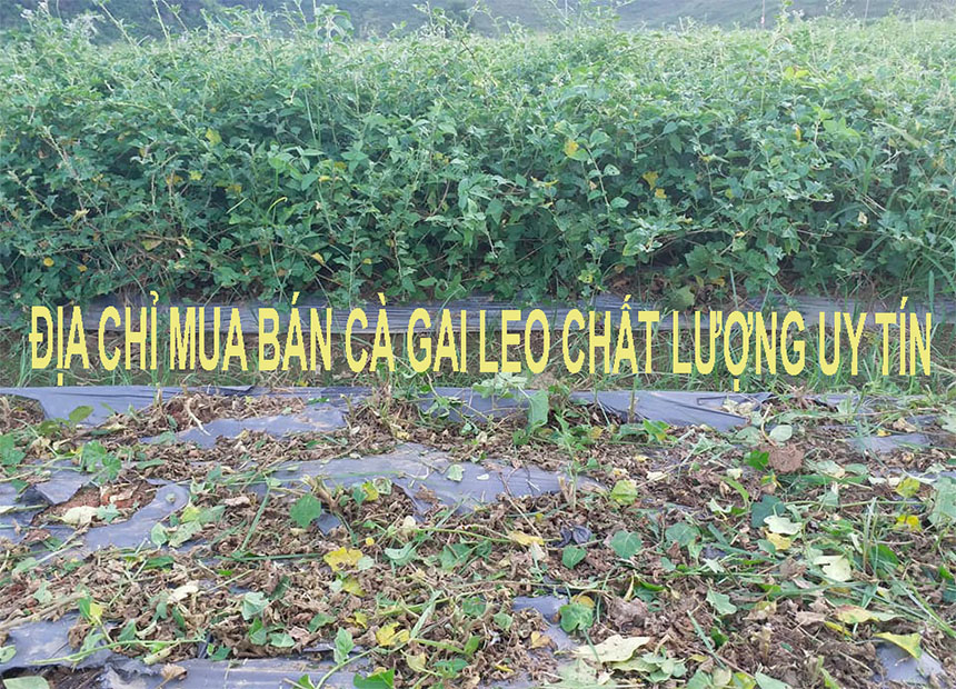 Địa chỉ mua cà gai leo Hòa Bình Địa chỉ mua cà gai leo Hòa Bình