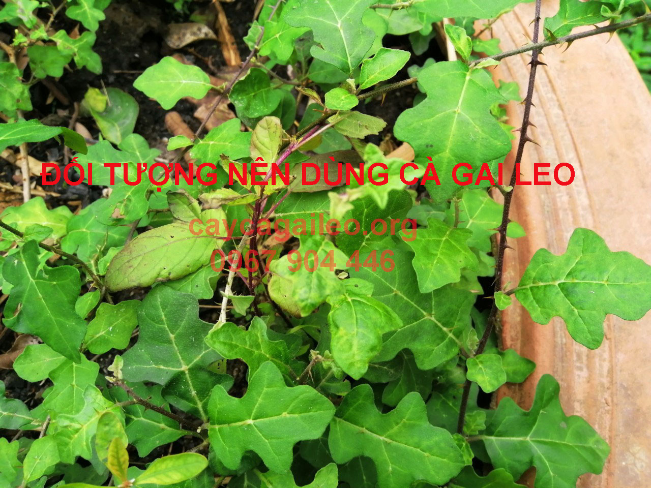 Hình ảnh cây cà gai leo