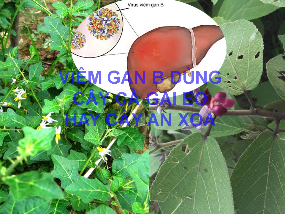 Dùng cà gai leo hay cây an xoa hỗ trợ chữa viêm gan B