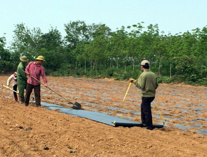 Dược liệu tại Quảng Bình Dược liệu tại Quảng Bình