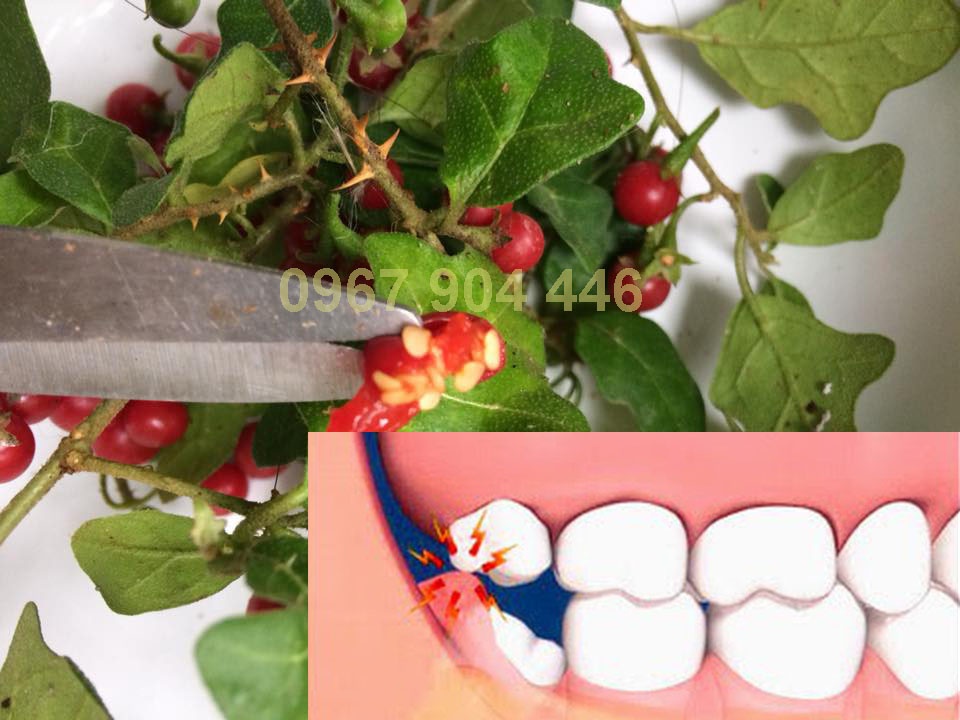 Cà gai leo hỗ trợ chữa sưng mộng răng