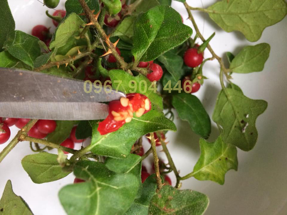 Hạt cà gai leo Hạt cà gai leo