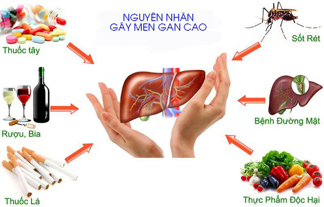 nguyên nhân gây men gan cao nguyên nhân gây men gan cao