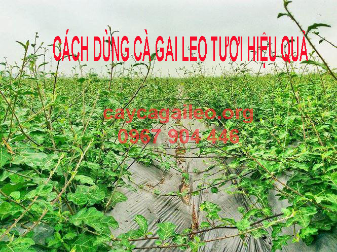 Cà gai leo giải độc gan Cà gai leo giúp giải độc gan