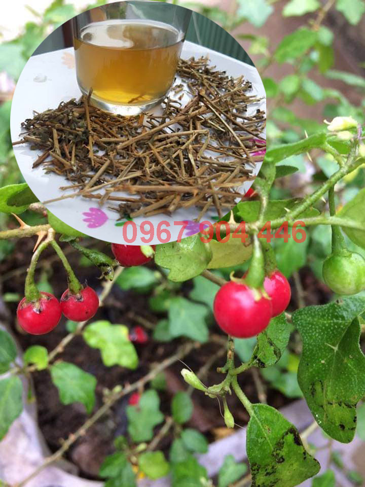 Cà gai leo mát gan gải độc gan Cà gai leo mát gan gải độc gan