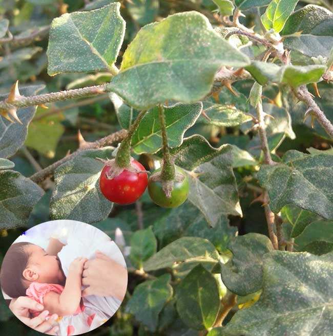 phụ nữ đang cho con bú dùng cà gai leo điều trị viêm gan B