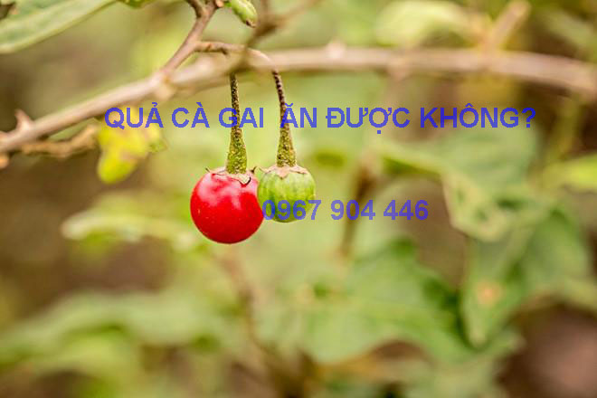 Quả cà gai leo