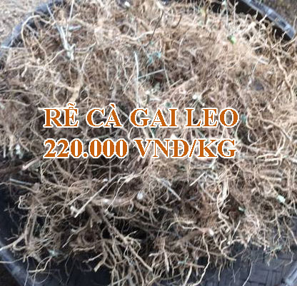tác dụng của rễ cà gai leo