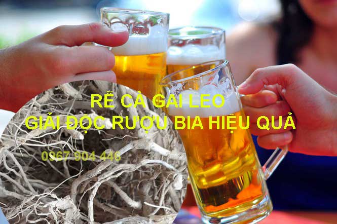 rễ cà gai leo giải độc rượu bia