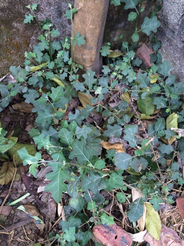 Cây cà gai leo hỗ trợ điều trị bệnh viêm gan virus Cây cà gai leo hỗ trợ điều trị bệnh viêm gan virus
