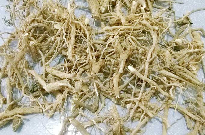 Rễ cà gai leo hỗ trợ điều trị bệnh đau lưng, đau nhức xương khớp.